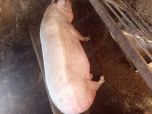 Porc mare de vanzare  - imagine 2