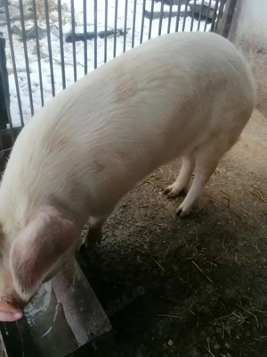 Vând grasuna  - imagine 3