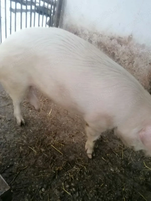 Vând grasuna  - imagine 2