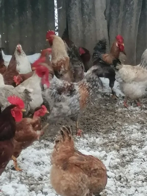 Vând păsări  - imagine 5