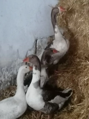 Vând păsări  - imagine 2