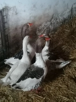 Vând păsări  - imagine 4