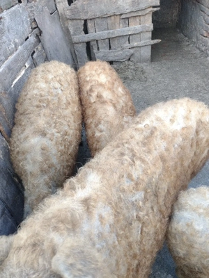 vând porci mangalița pentru sacrificat  - imagine 2