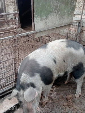 Vând porc crescut cu cereale 