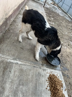 ciobanesc de Bucovina  - imagine 4