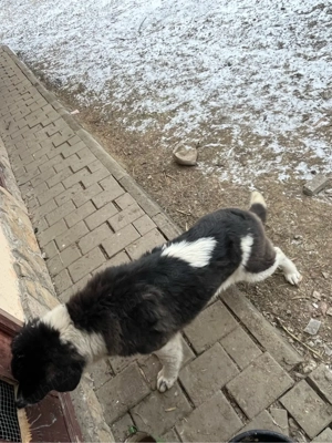 ciobanesc de Bucovina  - imagine 3