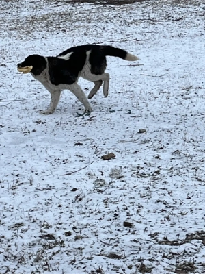 ciobanesc de Bucovina  - imagine 2