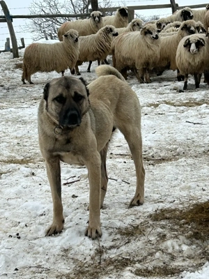 De vânzare  - imagine 3