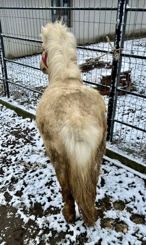 Ponei de vânzare în vârstă de 4 ani - imagine 5