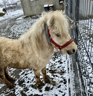 Ponei de vânzare în vârstă de 4 ani