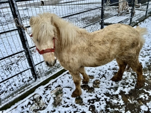 Ponei de vânzare în vârstă de 4 ani - imagine 4