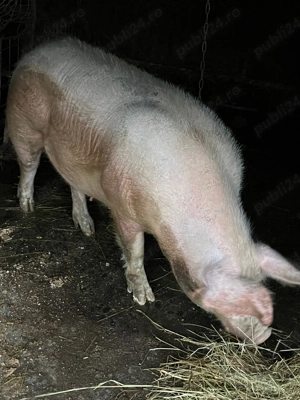 Scroafă de vanzare 130-140 kg - imagine 2