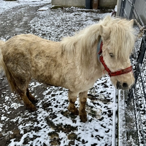 Ponei de vânzare în vârstă de 4 ani - imagine 2