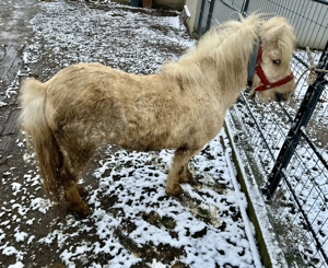 Ponei de vânzare în vârstă de 4 ani - imagine 3