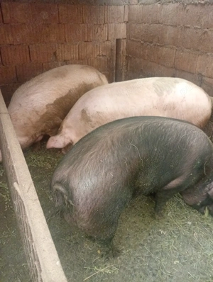 Porci si șoldani de vânzare  - imagine 5