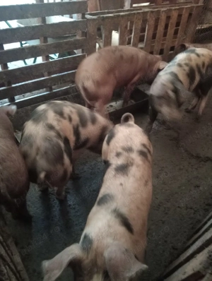 Porci si șoldani de vânzare  - imagine 2