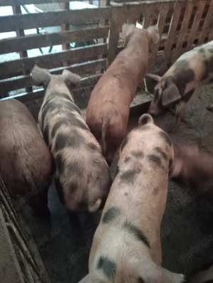 Porci si șoldani de vânzare 