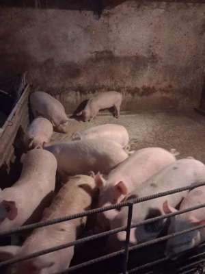 vand grasuni - imagine 2