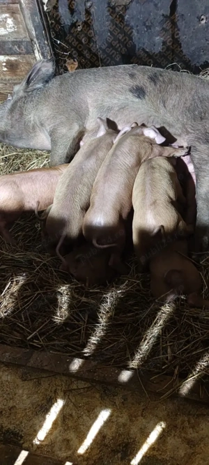 Purcei Duroc 6 saptamani - imagine 2