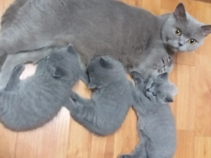 pui de pisica British Bluie Sorthair