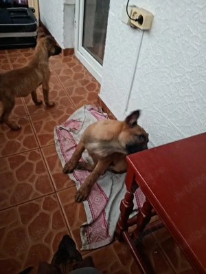 Se da ciobanesc belgian malinois 
