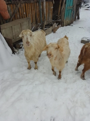 Capre de vânzare  - imagine 3