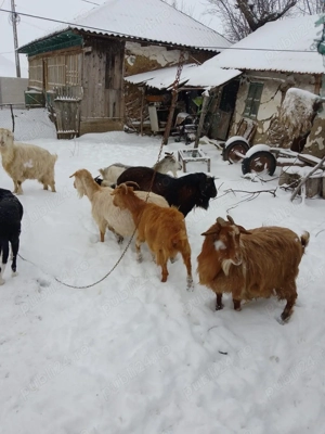 Capre de vânzare  - imagine 5