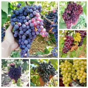 vând butasi de vită de vie Roșca delevar căpșunica tamhiosa Hamburg Izabela la nr 