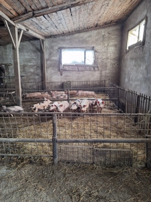 Vând șoldani - imagine 2