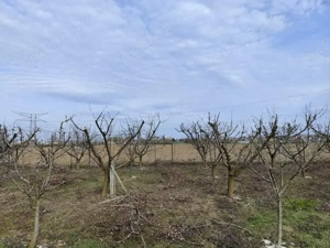 vând și curat pomii fructiferi medi și intensivi la nr 