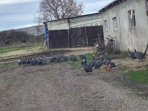 Vând bibilici mari - imagine 2