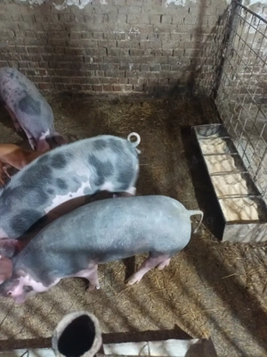 vand surdei - imagine 3