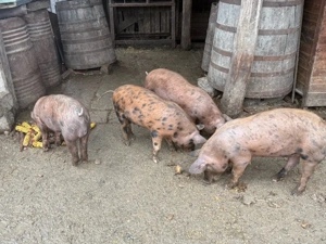 Purcelusi de protap - imagine 5