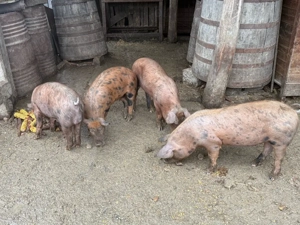 Purcelusi de protap - imagine 4