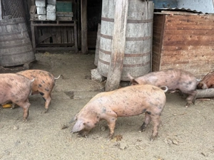 Purcelusi de protap - imagine 3