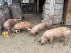 Purcelusi de protap - imagine 2