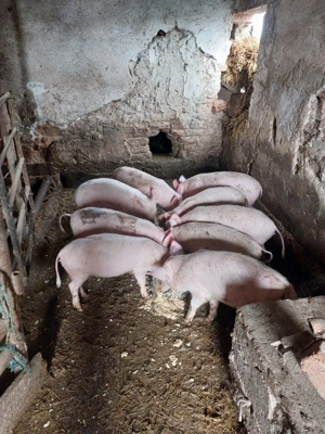 vînd purcei - imagine 2