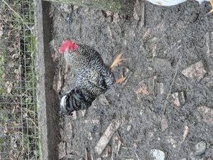 Disponibili ce se vede  - imagine 2