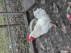 Disponibili ce se vede 