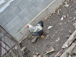 Disponibili ce se vede  - imagine 4