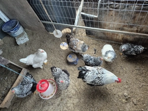 Disponibili ce se vede  - imagine 5