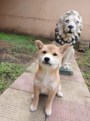 fetița Shiba inu - imagine 3