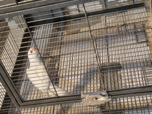 Femela micul Alexander  - imagine 2