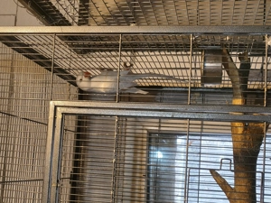 Femela micul Alexander  - imagine 3