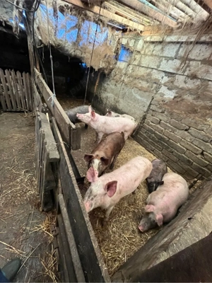 porci de carne  - imagine 2