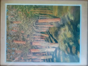  Peisaj Padure de pini 