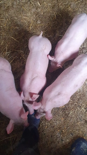 purcei petrain pic - imagine 2