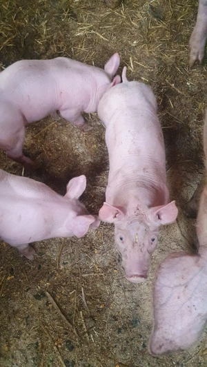 purcei petrain pic - imagine 4