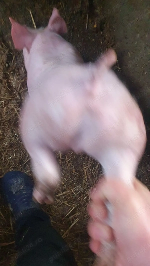 purcei petrain pic - imagine 3