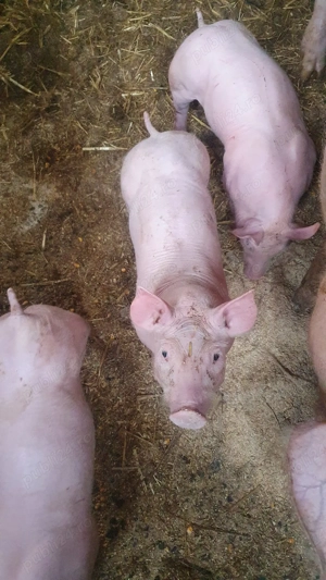 purcei petrain pic - imagine 5